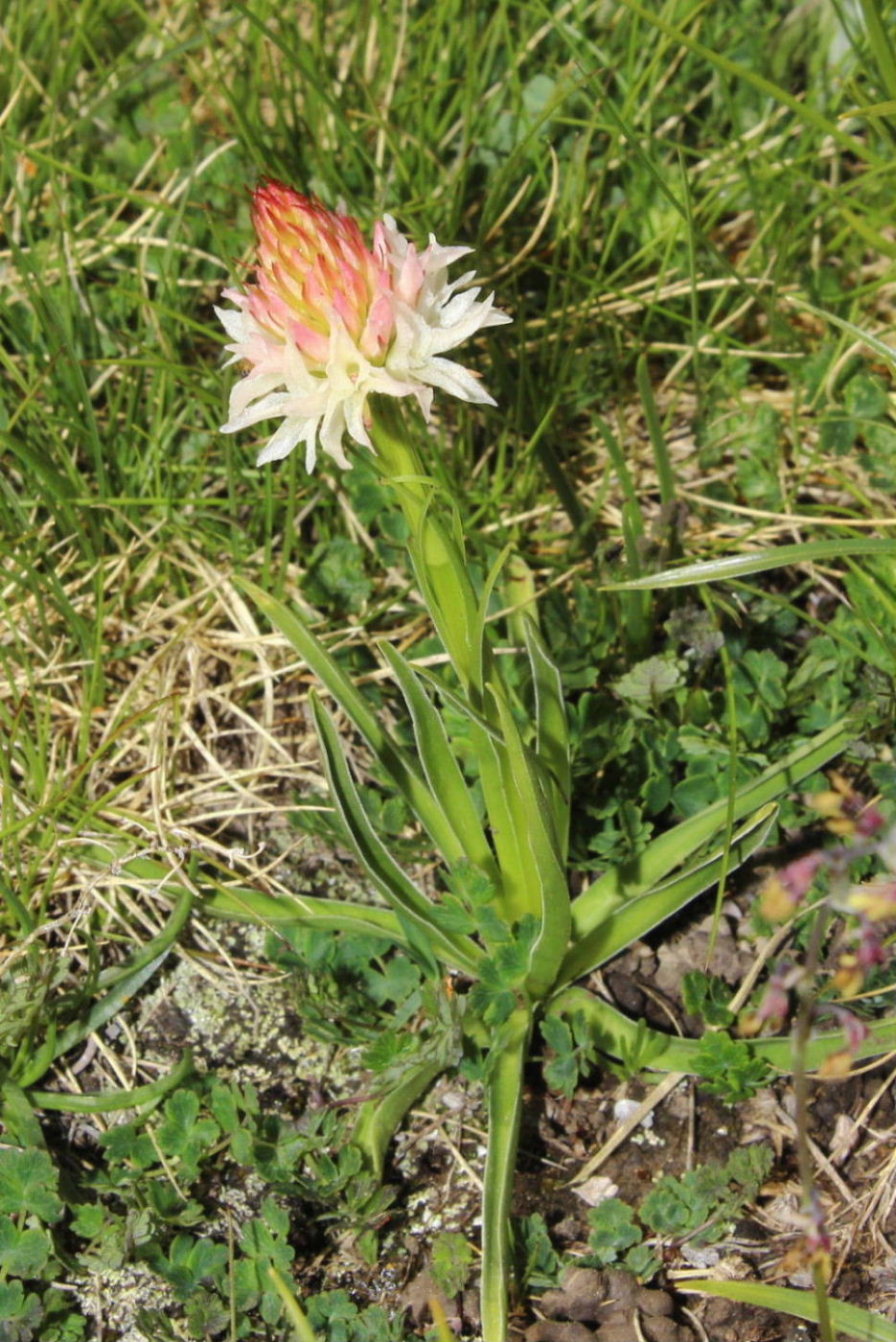 Nigritella da determinare-2